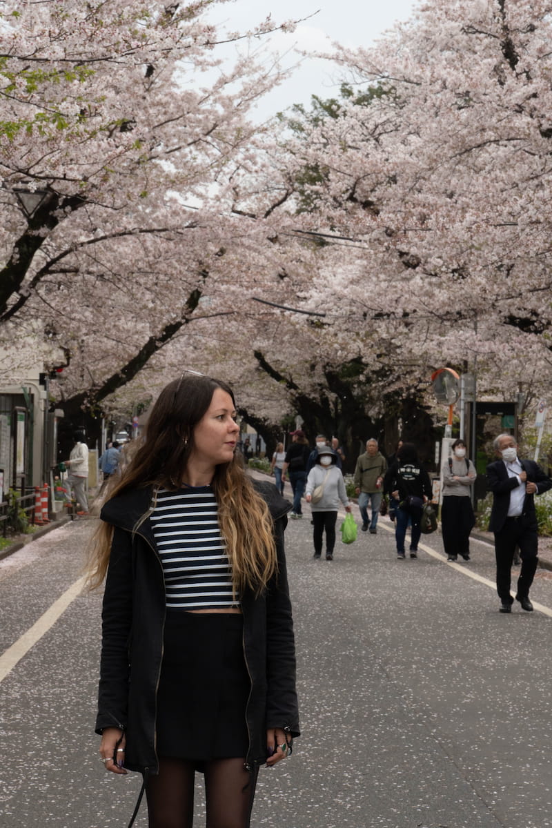 cherry-blossom-before